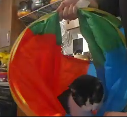 Dring's cat in a hammock.